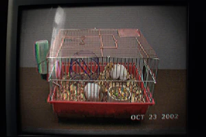 How to Preserve Edge Margins in Live-Action Footage for AI Background Replacement