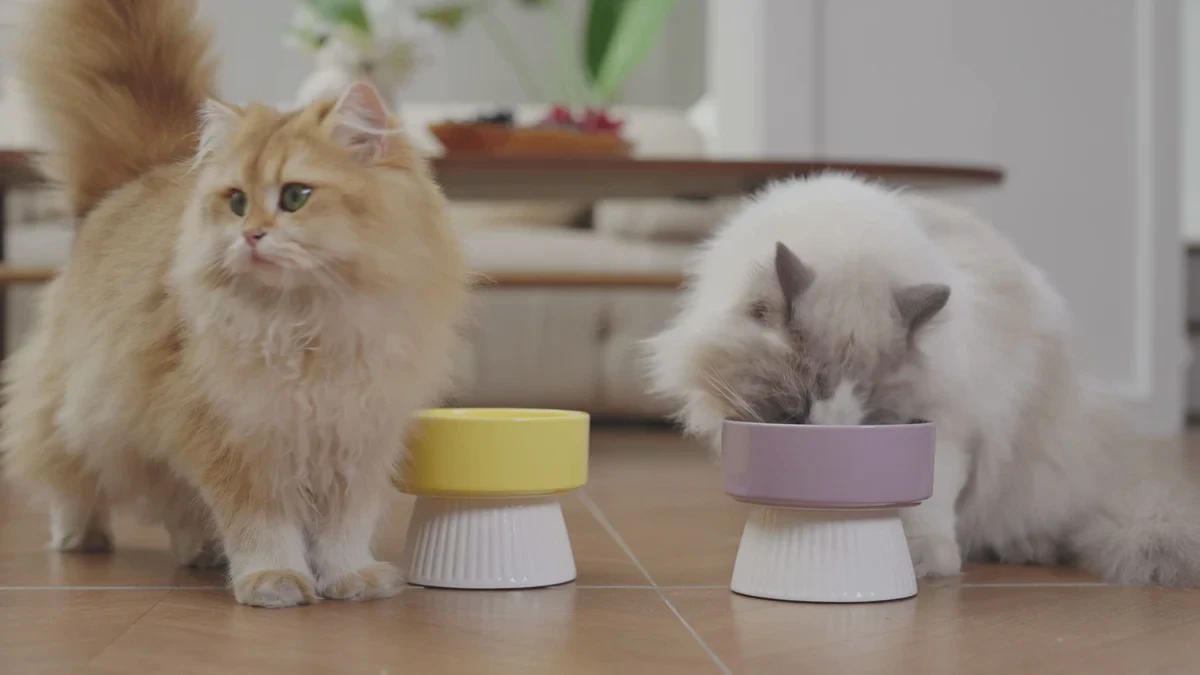 两只外观不同的猫站在黄色和紫色食碗旁